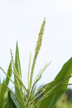 Mısır tarlasında çiçekler var. Sabah güneş ışığı var.