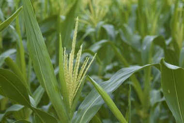Mısır tarlasında çiçekler var. Sabah güneş ışığı var.