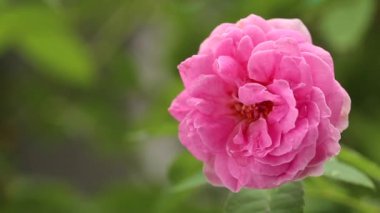 Demet yağmur sonra bahçede güzel pembe gül 