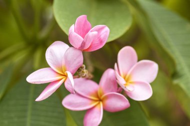Pembe plumeria ağaç üzerinde büyüyen bir küme Close-up.
