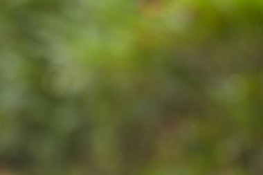 Yeşil Bokeh doğa arka plan, bulanık görüntü Bahçe