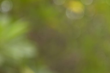 Yeşil Bokeh doğa arka plan, bulanık görüntü Bahçe