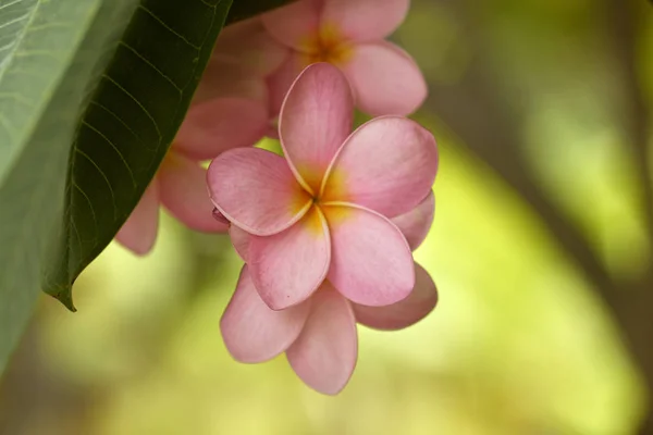 Close Cluster Pink Plumeria Growing Tree — Stock Photo, Image