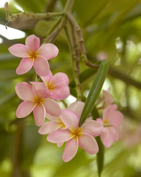 Close Cluster Pink Plumeria Growing Tree — Stock Photo, Image