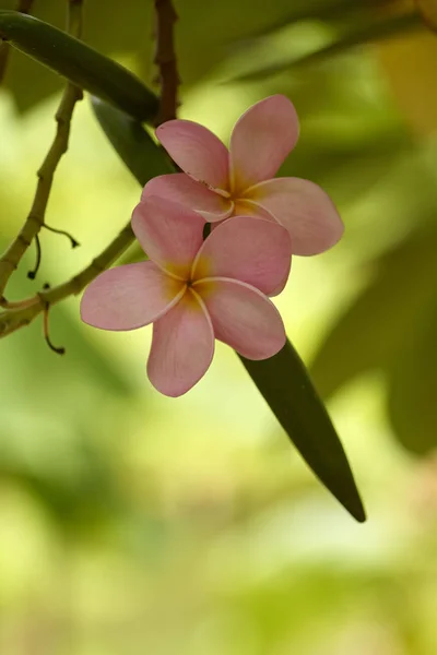 Close Cluster Pink Plumeria Growing Tree — Stock Photo, Image