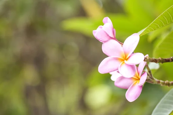 Plumeria Rosa Árvore Plumeria Flores Tropicais Frangipani — Fotografia de Stock