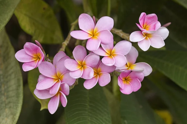 Pink Plumeria Plumeria Tree Frangipani Tropical Flowers — Stock Photo, Image