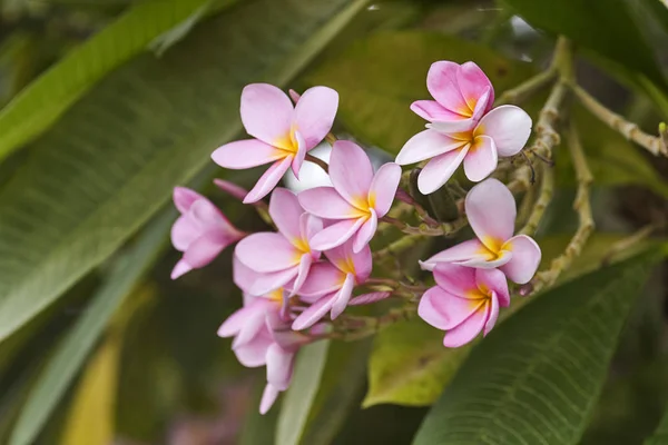 Pink Plumeria Plumeria Tree Frangipani Tropical Flowers — Stock Photo, Image