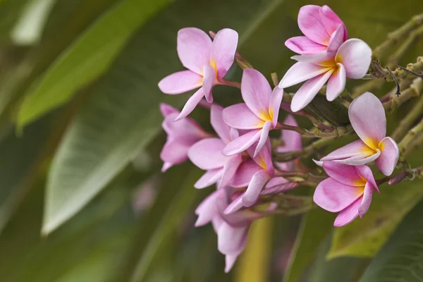 Розовое Оперение Плюмерии Тропические Цветы Франджипани — стоковое фото
