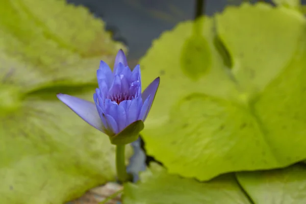 Nahaufnahme Von Wasser Lotus Lila Blume Blüht Freien — Stockfoto