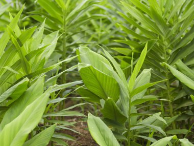 Zencefil havlıcan ağaç bahçe arka planda bırakır