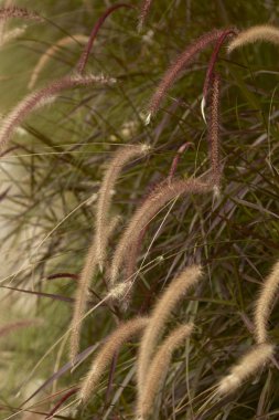 Tüy otlar çiçek atış sabah kapatın.