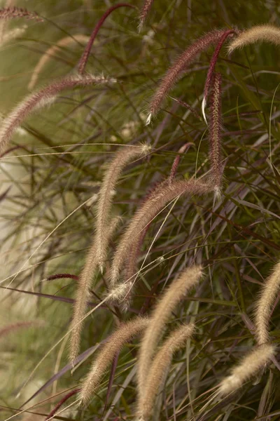 Close Shot Feather Grasses Flowers Morning — Stock Photo, Image