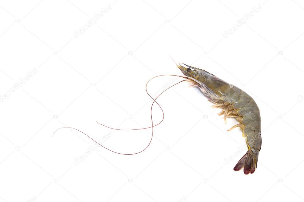 Raw Black Tiger Prawns (Penaeus monodon), shrimp ready for preparation