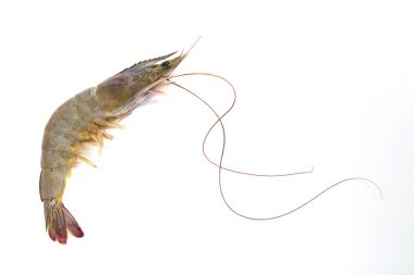 Ham siyah kaplan karides (Penaeus monodon), karides hazır için hazırlık