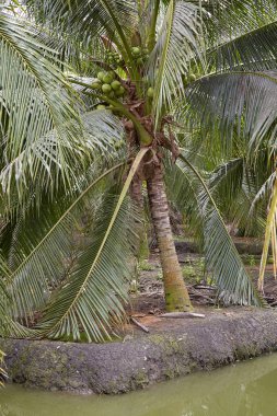 Hindistan cevizi palmiye ağaçları Tayland yaz aylarında parlak açık mavi gökyüzü altında