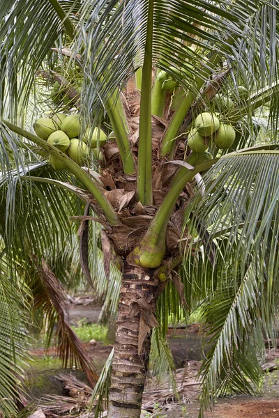 Las Palmeras Coco Bajo Cielo Brillante Azul Claro Verano Tailandia — Foto de Stock