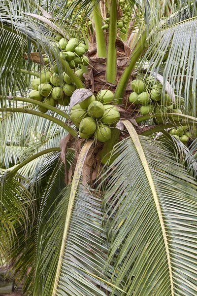 Kookospalmuja Kirkkaan Sinisen Taivaan Alla Kesällä Thaimaassa — kuvapankkivalokuva