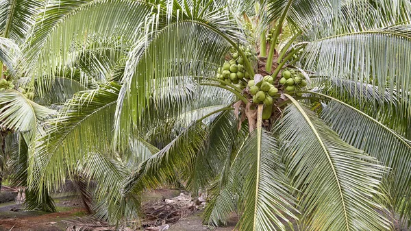 Las Palmeras Coco Bajo Cielo Brillante Azul Claro Verano Tailandia — Foto de Stock