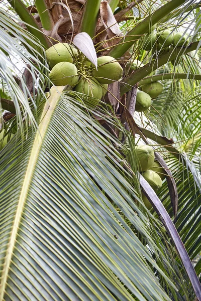Kokospalmen Unter Strahlend Blauem Himmel Sommer Von Thailand — Stockfoto