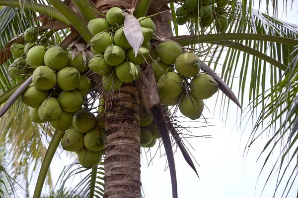 Pohon Kelapa Bawah Langit Biru Cerah Musim Panas Thailand — Stok Foto