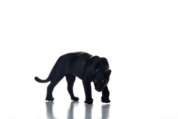 Black Leopard in front of a white background