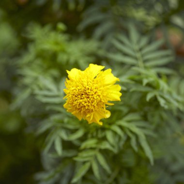 Yakın çekim Marigold çiçek Bahçe, çiçek açan açık havada