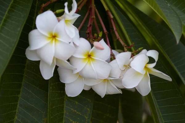 Белые Цветы Франжипани Закрыть Красивую Plumeria Дереве Скопировать Пространство — стоковое фото