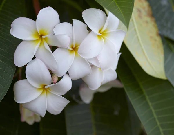 白色花的花朵关闭美丽的鸡蛋在树上 复制空间 — 图库照片