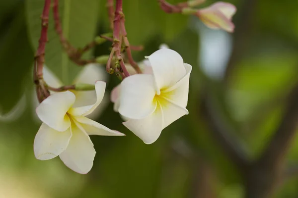 Weiße Frangipani Blüten Aus Nächster Nähe Schöne Plumeria Auf Dem — Stockfoto