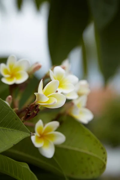 花的花朵在绿叶背景上关闭了美丽的鸡蛋的泰式花叶 泰国水疗和治疗花 — 图库照片