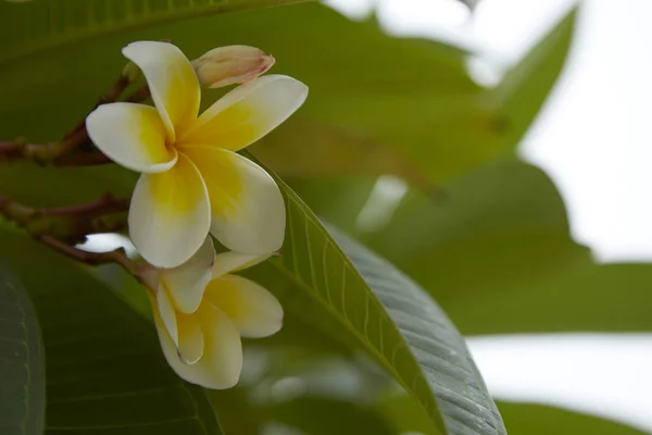 Frangipani Цветы Закрыть Красивые Plumeria Тайских Цветов Frangipani Зеленом Фоне — стоковое фото