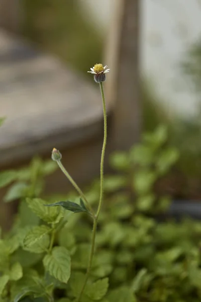 Coat Buttons Mexican Daisy Tridax Daisy Wild Daisy Backyard — Stock Photo, Image