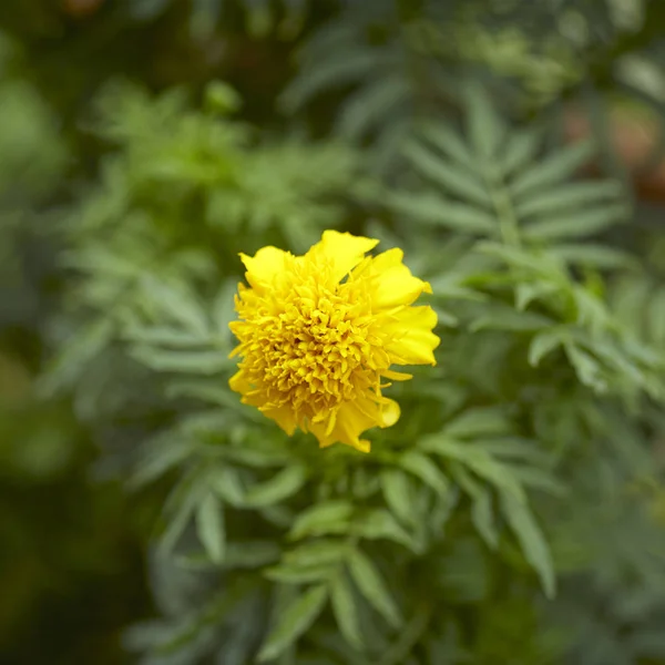 Nahaufnahme Ringelblume Blume Garten Blüht Freien — Stockfoto
