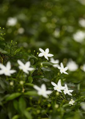 Güzel beyaz çiçek, Gardenya krep Yasemin (Gardenya jasminoides) Bahçe