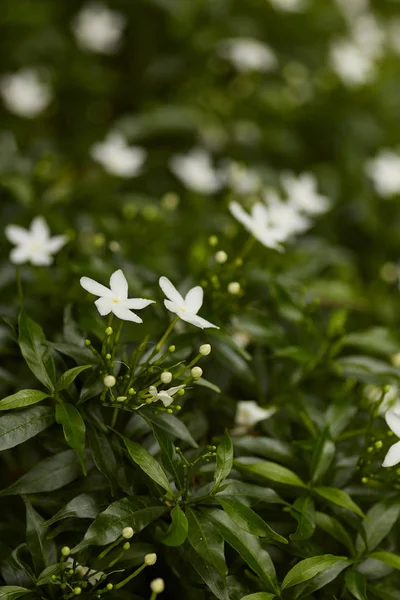 Πανέμορφο Λευκό Λουλούδι Της Γαρδένιας Κρεπ Γιασεμί Γαρδένια Jasminoides Στον — Φωτογραφία Αρχείου