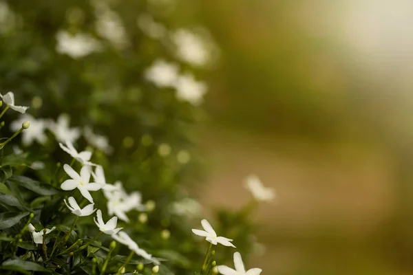 Beautiful white flower of Gardenia Crape Jasmine (Gardenia jasminoides) in the garden