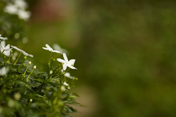 Beautiful white flower of Gardenia Crape Jasmine (Gardenia jasminoides) in the garden
