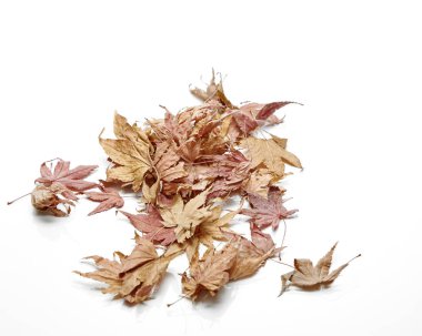 Beyaz arka plan, metin için kopya yer üzerinde izole sonbahar akçaağaç yaprağı,