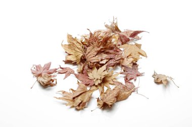 Beyaz arka plan, metin için kopya yer üzerinde izole sonbahar akçaağaç yaprağı,