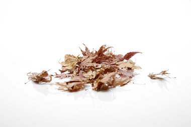 Beyaz arka plan, metin için kopya yer üzerinde izole sonbahar akçaağaç yaprağı,