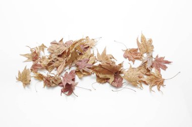 Beyaz arka plan, metin için kopya yer üzerinde izole sonbahar akçaağaç yaprağı,