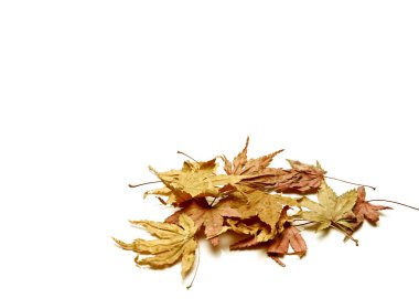 Düşen sonbahar arka plan beyaz arka plan kopya alanı metniniz için yaprak