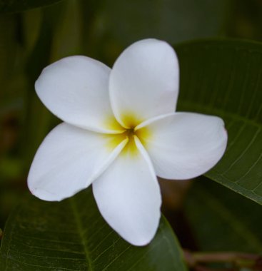 Beyaz frangipani çiçek kadar güzel Plumeria ağaçta, kopya alanı kapatın