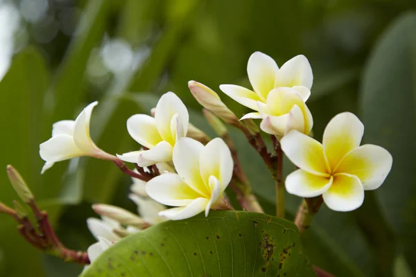 Flores Frangipani Close Beautiful Plumeria Thai Frangipani Flowers Green Leaf —  Fotos de Stock