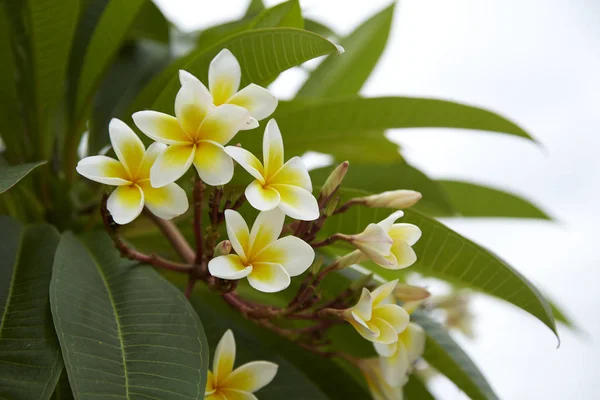 Frangipani Цветы Закрыть Красивые Plumeria Тайских Цветов Frangipani Зеленом Фоне — стоковое фото