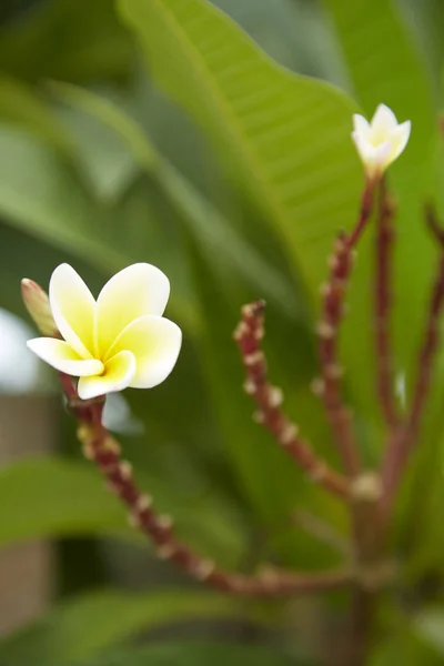 Λουλούδια Frangipani Κοντινό Όμορφη Plumeria Ταϊλάνδης Φραντζιπάνι Λουλούδια Φόντο Πράσινο — Φωτογραφία Αρχείου