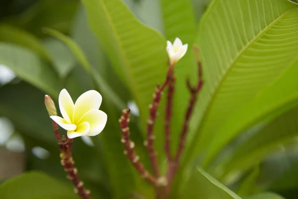 Fiori Frangipani Close Bella Plumeria Fiori Frangipani Tailandesi Sfondo Foglia — Foto Stock