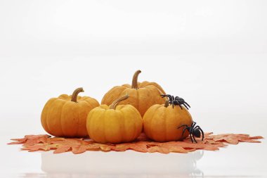 Turuncu halloween balkabağı beyaz duvar arka plan, gün ışığı, öğlen tasarımınız için üzerinde