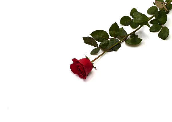 Único Rosa Vermelha Bonita Isolada Fundo Branco Imagem Conceito Amor — Fotografia de Stock